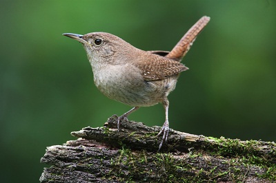 Recycling for Songbirds